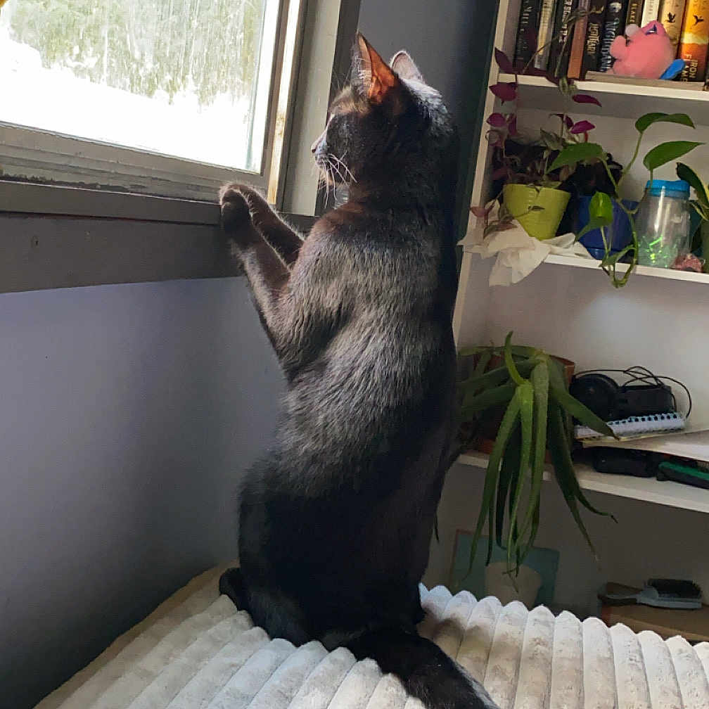 Salem is registered to the contest to win money with this photo: animal, black_cat, blanket, books, bookshelf, cat, cozy, curtain, daylight, domestic, furniture, home, indoor, looking_out, plant, potted_plant, sitting, snow, tail, window