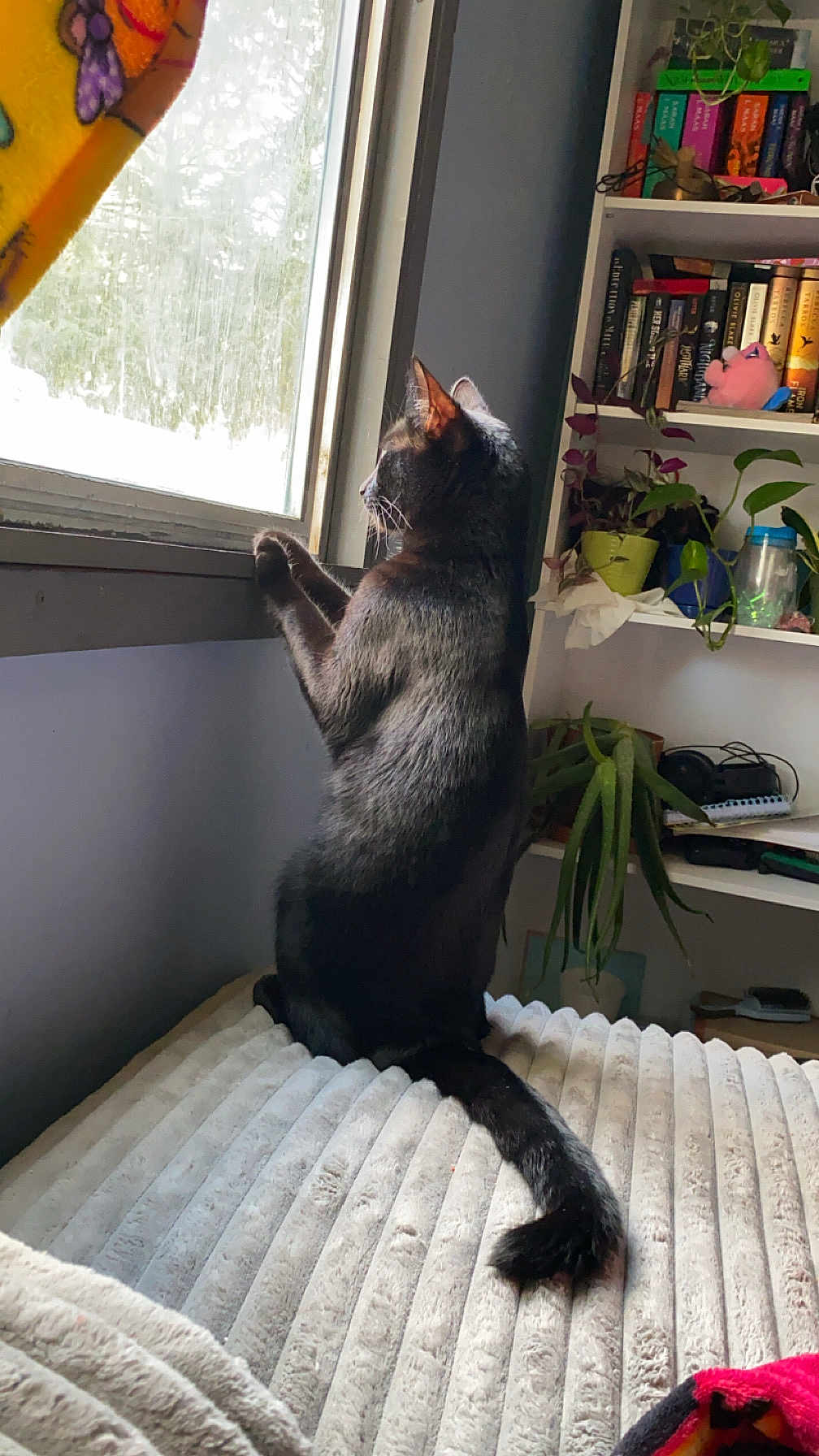 Salem