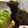Salem joined the competition — help win amazing prizes! cat, black_cat, plant, potted_plant, toilet_paper, cloth, indoor, painting, wall, switch, curiosity, pet, feline, fur, home, decor, greenery, houseplant, looking_up, domestic_animal