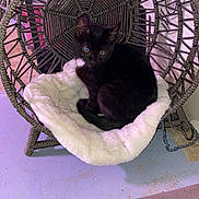Salem is registered to the contest to win money with this photo: kitten, black_cat, fluffy_cushion, woven_chair, indoor, pet, animal, furniture, floor, purple_light, cozy, resting, cute, small, young_cat, curled_up, comfort, home, domestic, relaxing