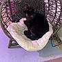 kitten, black_cat, fluffy_cushion, woven_chair, indoor, pet, animal, furniture, floor, purple_light, cozy, resting, cute, small, young_cat, curled_up, comfort, home, domestic, relaxing