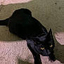 Salem is registered to the contest to win money with this photo: cat, black_cat, yellow_eyes, carpet, indoor, pet, feline, animal, shadow, curious, alert, lying_down, floor, orange_cloth, domestic_animal, whiskers, ears, claws, fur, closeup