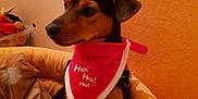 Tom a rejoint le concours — aidez-le/la à gagner de superbes lots ! canidae, carnivore, companion_dog, dog, dog_breed, dog_clothes, fawn, italian_greyhound, mammal, miniature_fox_terrier, snout, toy_dog