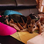 Tom a rejoint le concours — aidez-le/la à gagner de superbes lots ! canidae, carnivore, comfort, companion_dog, couch, dog, dog_breed, ear, furniture, german_pinscher, lurcher, mammal, miniature_pinscher, nap, puppy, puppy_love, rat_terrier, toy_dog