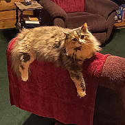 Fluff is registered to the contest to win money with this photo: cat, fluffy_cat, chair, red_towel, living_room, wooden_wall, carpet, furniture, shelf, basket, books, portrait_photo, relaxed, pet, domestic_animal, cozy, indoor, fur, animal, curious