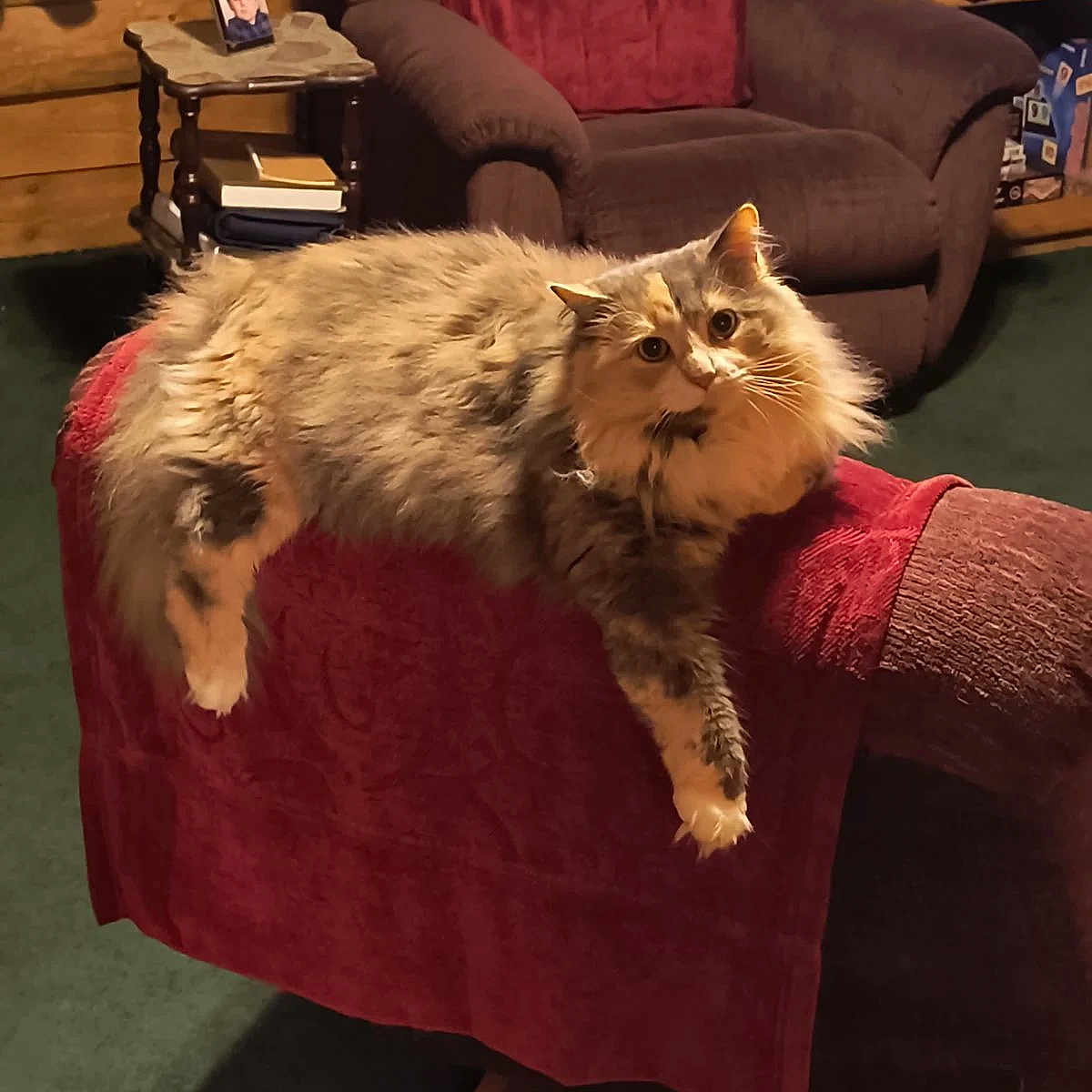 Fluff is registered to the contest to win money with this photo: animal, basket, books, carpet, cat, chair, cozy, curious, domestic_animal, fluffy_cat, fur, furniture, indoor, living_room, pet, portrait_photo, red_towel, relaxed, shelf, wooden_wall