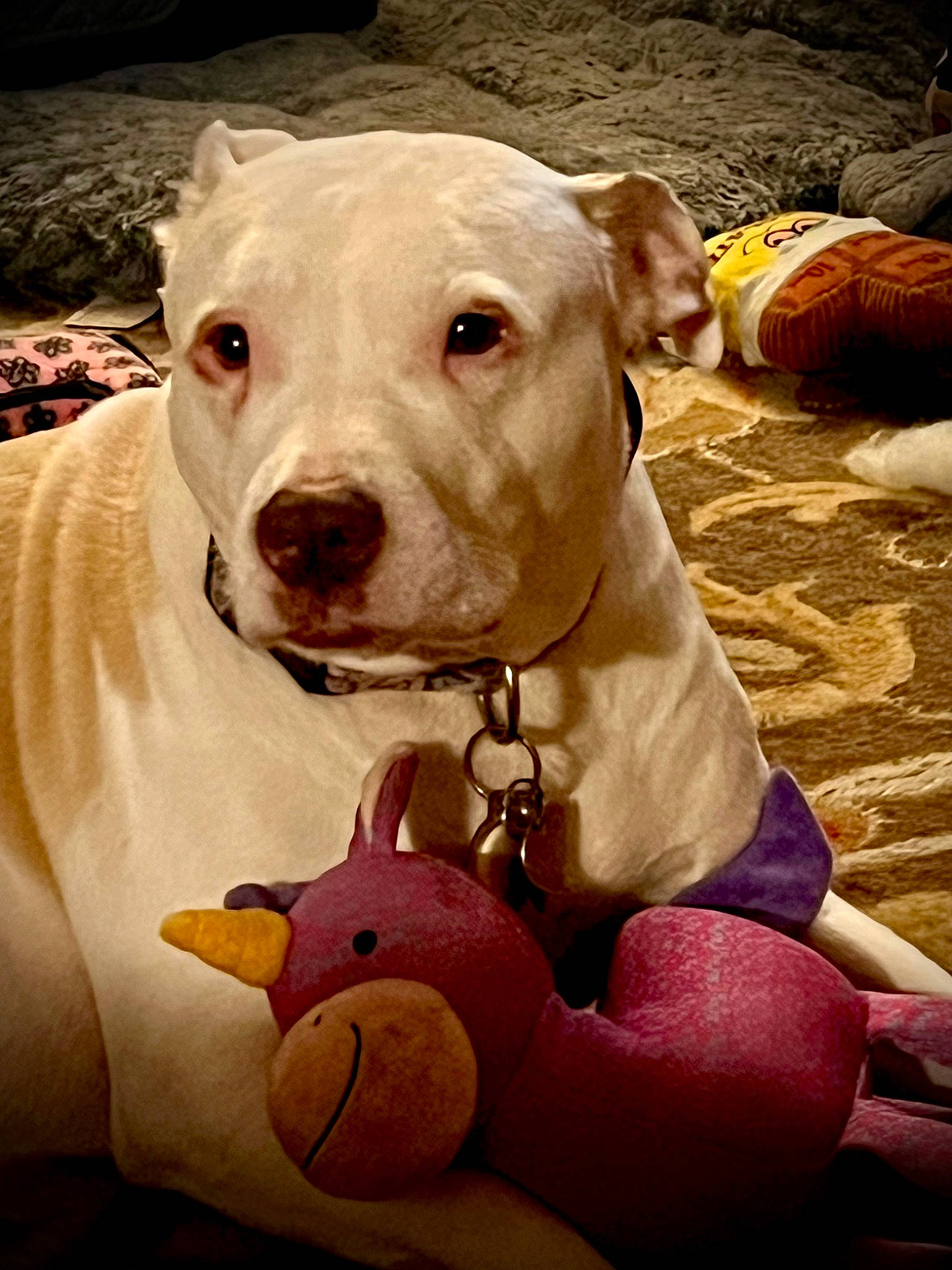 Gracie Belle joined the competition — help win amazing prizes! carnivore, collar, companion_dog, dog, dog_breed, dog_clothes, dog_collar, dog_supply, fawn, livestock, mammal, non_sporting_group, pet_supply, snout, sporting_group, terrestrial_animal, toy, vertebrate, whiskers, working_animal