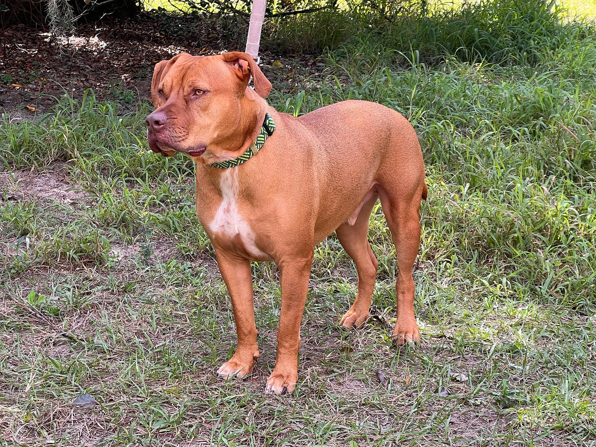 Beau joined the competition — help win amazing prizes! canidae, carnivore, collar, companion_dog, dog, dog_breed, dog_collar, dog_supply, fawn, grass, hunting_dog, liver, pet_supply, plant, snout, sporting_group, tail, terrestrial_animal, working_animal, working_dog