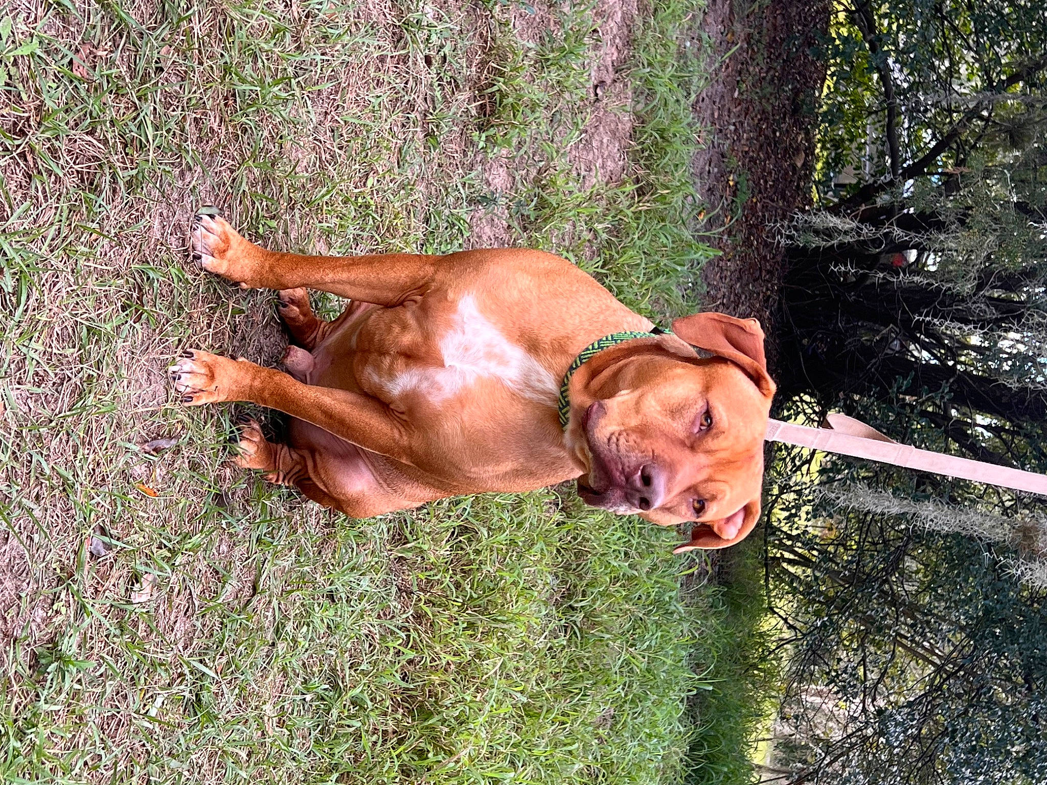 Beau is registered to the contest to win money with this photo: canidae, carnivore, companion_dog, dog, dog_breed, fawn, grass, guard_dog, hound, hunting_dog, lechon, liver, plant, snout, sporting_group, tail, terrestrial_animal, tree, wildlife, working_animal