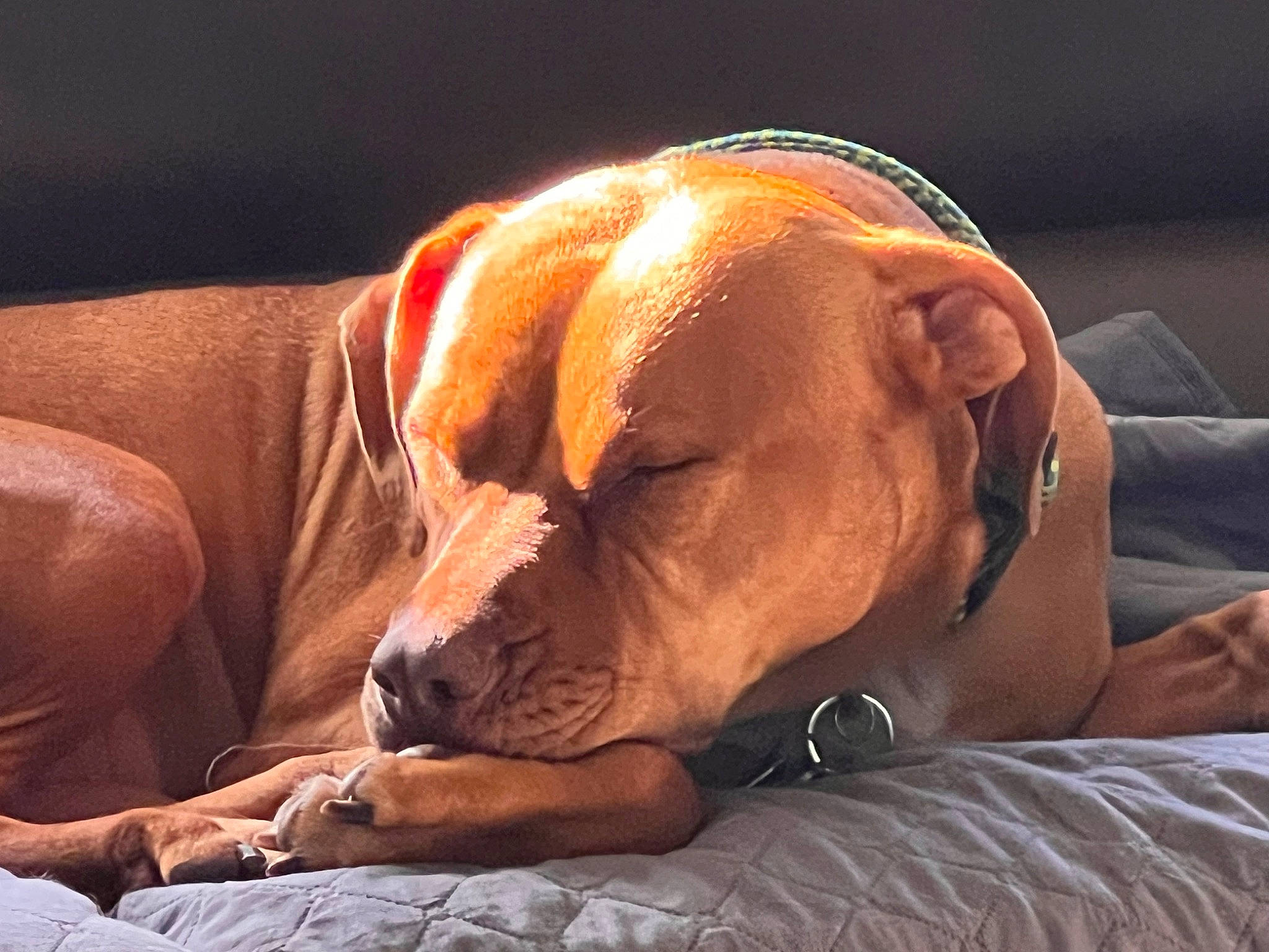 Beau joined the competition — help win amazing prizes! canidae, carnivore, comfort, companion_dog, dog, dog_breed, dog_supply, ear, fawn, hardwood, hound, liver, pet_supply, scent_hound, snout, sporting_group, watch, whiskers, wood, working_animal