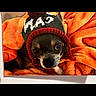 animal, black_background, black_fur, blanket, brown_fur, close_up, cozy, cute, dog, indoors, knit_hat, orange_blanket, pet, polaroid, portrait, puppy, small_dog, snuggled, white_markings, winter_hat