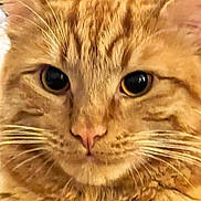 Marmalade joined the competition — help win amazing prizes! animal, cat, close_up, cute, ears, eyes, face, feline, fur, ginger, indoors, nose, orange_tabby, pet, photography, portrait, staring, striped, warm_lighting, whiskers