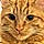 Marmalade
