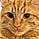 Marmalade