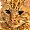 animal, cat, close_up, cute, ears, eyes, face, feline, fur, ginger, indoors, nose, orange_tabby, pet, photography, portrait, staring, striped, warm_lighting, whiskers