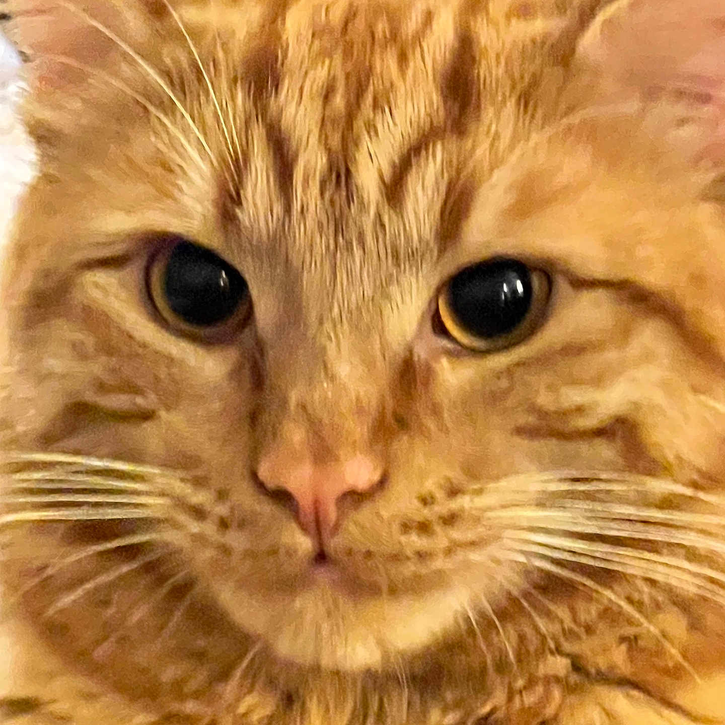 Marmalade