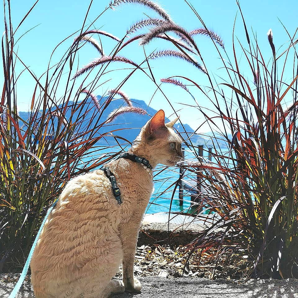 Mirabellina participe au concours pour gagner de l'argent avec cette photo : carnivore, cat, fawn, felidae, grass, grass_family, plant, small_to_medium_sized_cats, tail, whiskers, wildlife