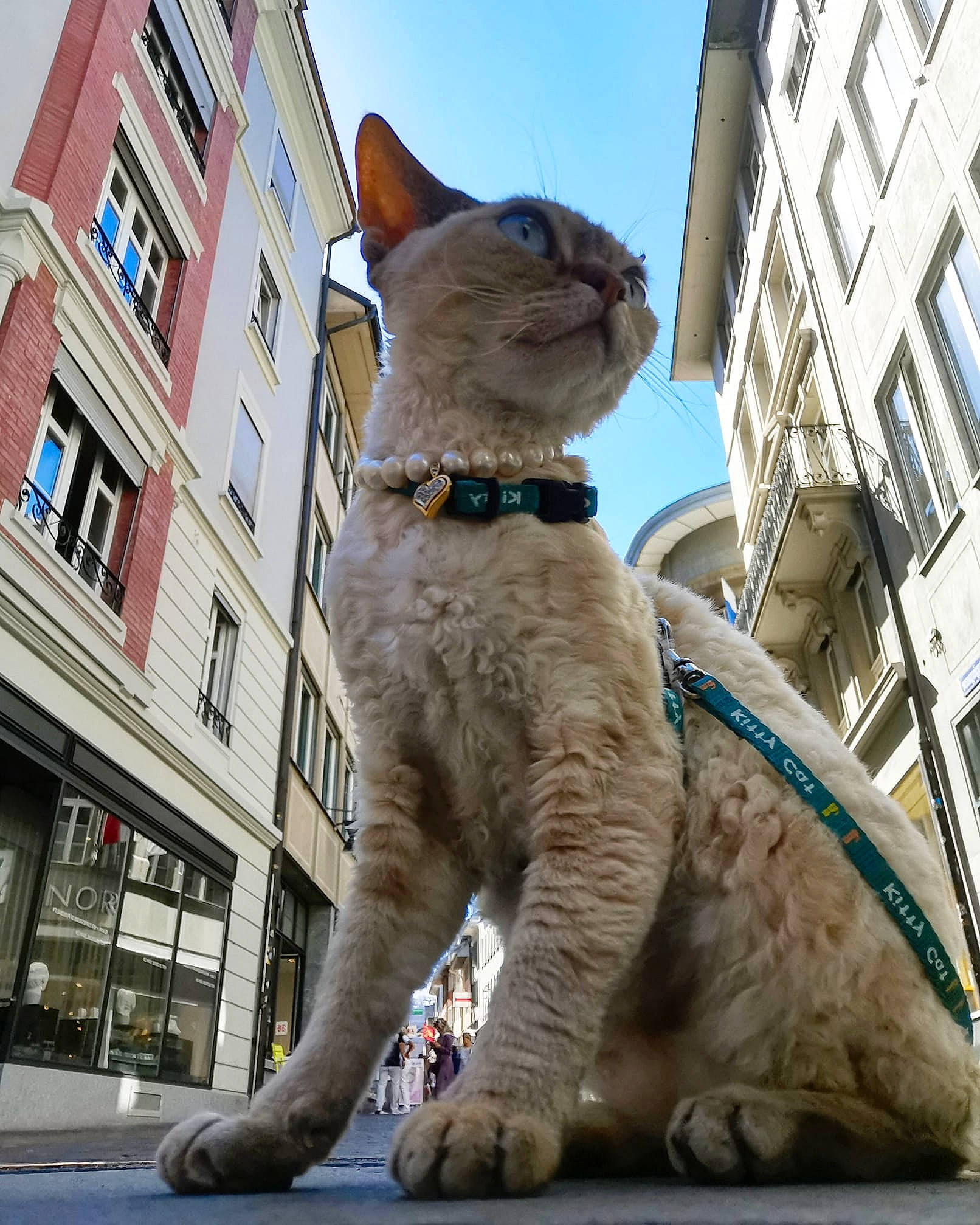 Mirabellina a rejoint le concours — aidez-le/la à gagner de superbes lots ! aegean_cat, asian, carnivore, cat, domestic_short_haired_cat, european_shorthair, fawn, felidae, german_rex, mammal, small_to_medium_sized_cats, snout, tail, vertebrate, whiskers