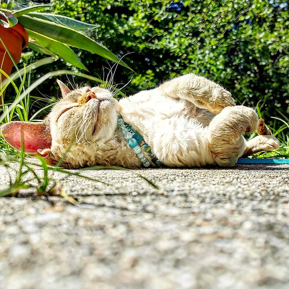 Mirabellina a rejoint le concours — aidez-le/la à gagner de superbes lots ! carnivore, cat, fawn, felidae, fur, grass, grass_family, green, lawn, nap, organism, photography, plant, sleep, small_to_medium_sized_cats, spring, tabby_cat, tree, whiskers