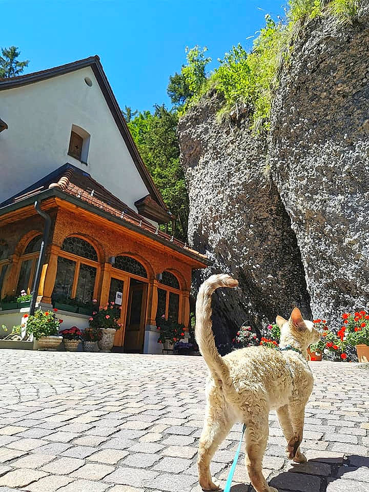 Mirabellina participe au concours pour gagner de l'argent avec cette photo : building, fawn, house, leisure, plant, rock, tail, tourism, tree, vacation, wildlife