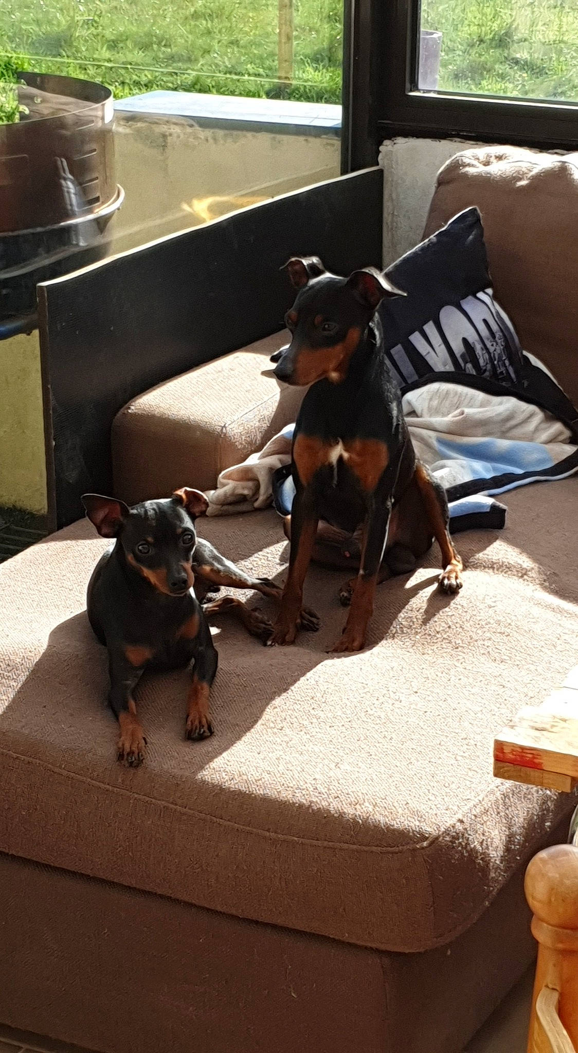 Micken participe au concours pour gagner de l'argent avec cette photo : brown, carnivore, comfort, companion_dog, couch, dog, dog_breed, fawn, floor, flooring, hardwood, liver, living_room, pet_supply, snout, sporting_group, tints_and_shades, toy_dog, wood, working_animal