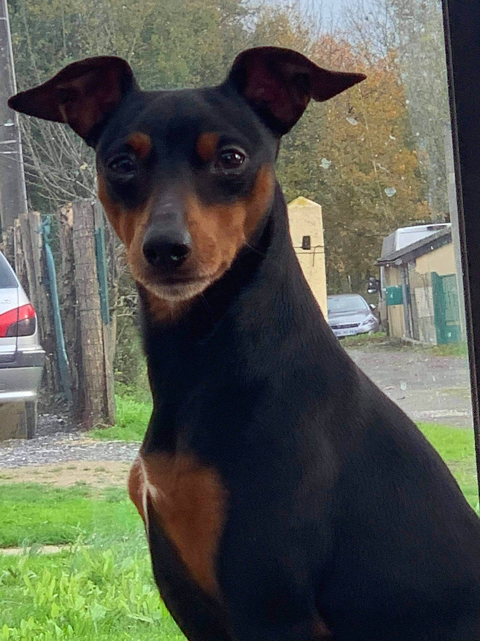 Micken participe au concours pour gagner de l'argent avec cette photo : canidae, car, carnivore, collar, companion_dog, dog, dog_breed, dog_collar, fawn, grass, pinscher, plant, snout, sporting_group, terrestrial_animal, toy_dog, vehicle, vehicle_registration_plate, whiskers, working_animal