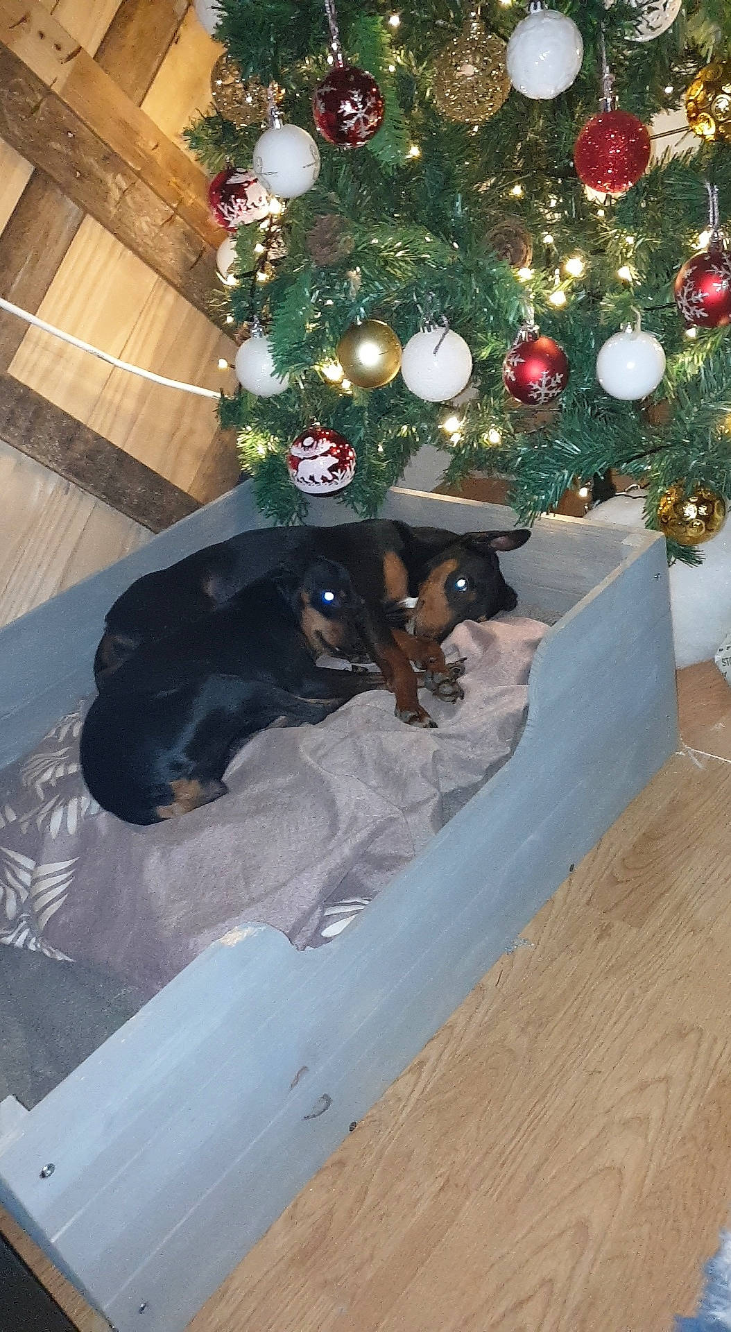 Micken participe au concours pour gagner de l'argent avec cette photo : carnivore, christmas, christmas_decoration, christmas_ornament, christmas_tree, companion_dog, dog, dog_breed, event, fawn, floor, flooring, hardwood, holiday, holiday_ornament, ornament, plant, sporting_group, tree, wood