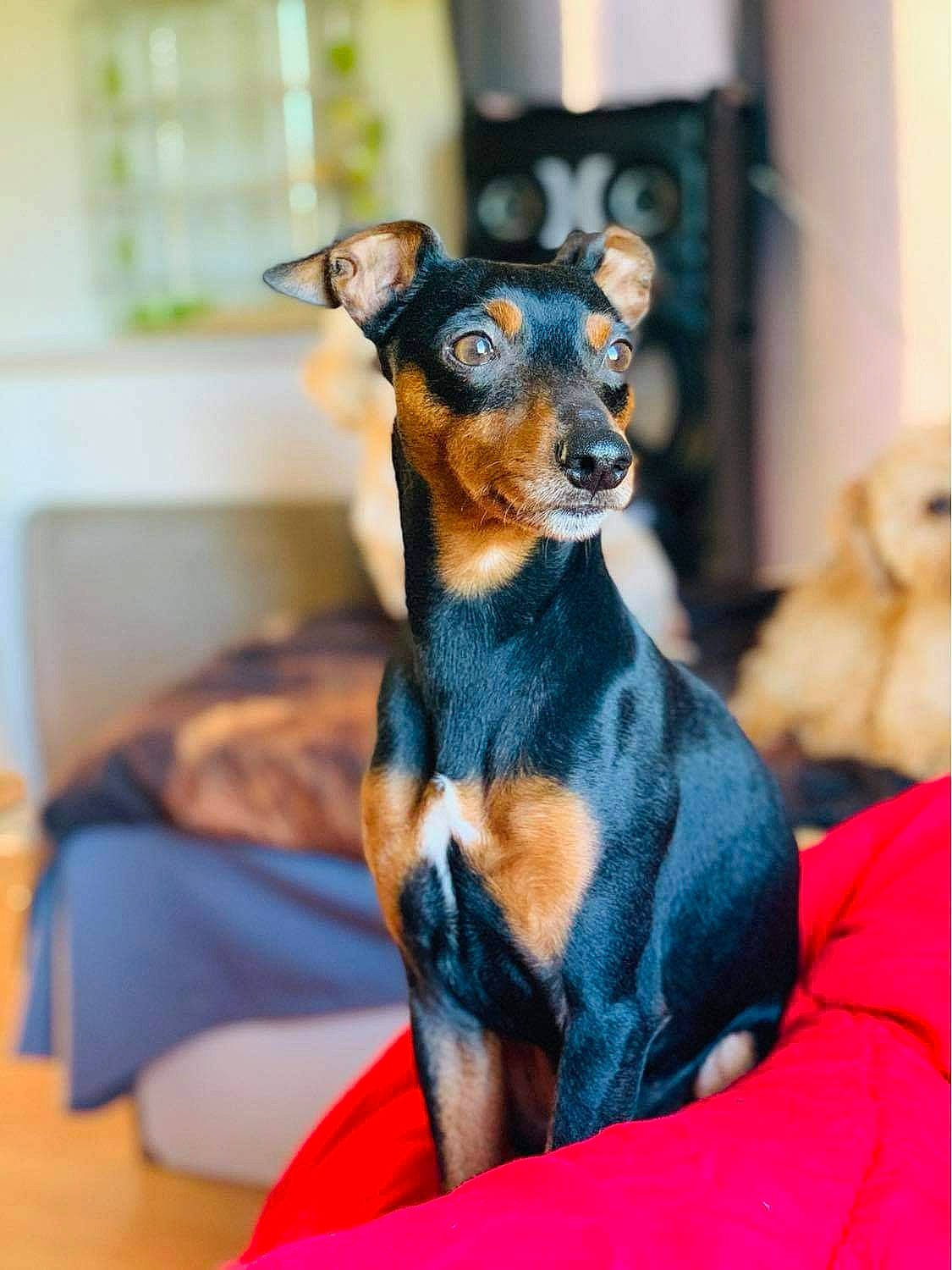 Micken participe au concours pour gagner de l'argent avec cette photo : canidae, carnivore, comfort, companion_dog, dog, dog_breed, electric_blue, fawn, fur, guard_dog, pinscher, prazsky_krysarik, snout, terrestrial_animal, toy_dog, whiskers, working_animal, working_dog