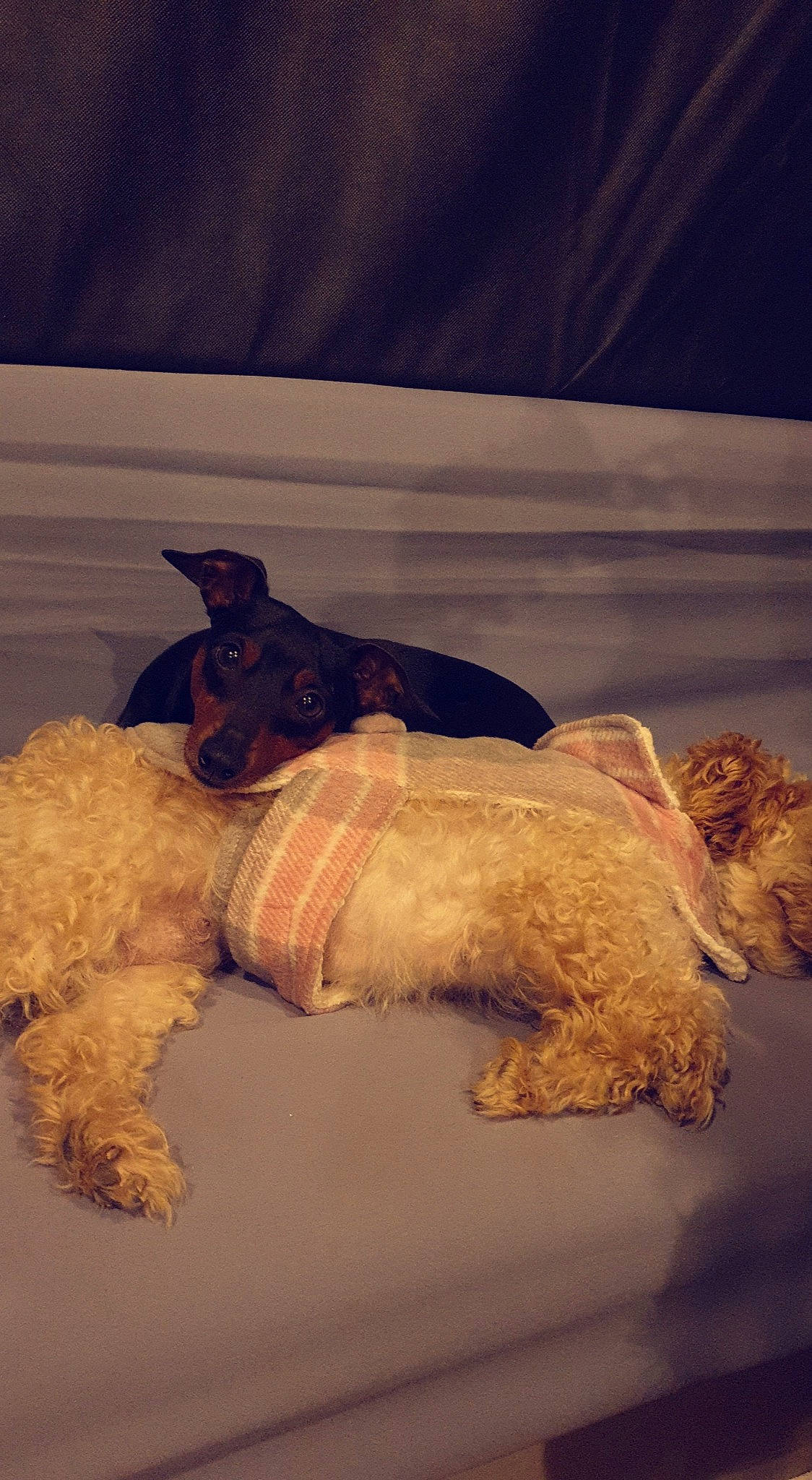 Micken a rejoint le concours — aidez-le/la à gagner de superbes lots ! canidae, carnivore, companion_dog, dog, dog_breed, dog_clothes, dog_supply, fawn, fur, labradoodle, pet_supply, small_terrier, snout, sporting_group, stuffed_toy, tail, terrier, toy, toy_dog, winter