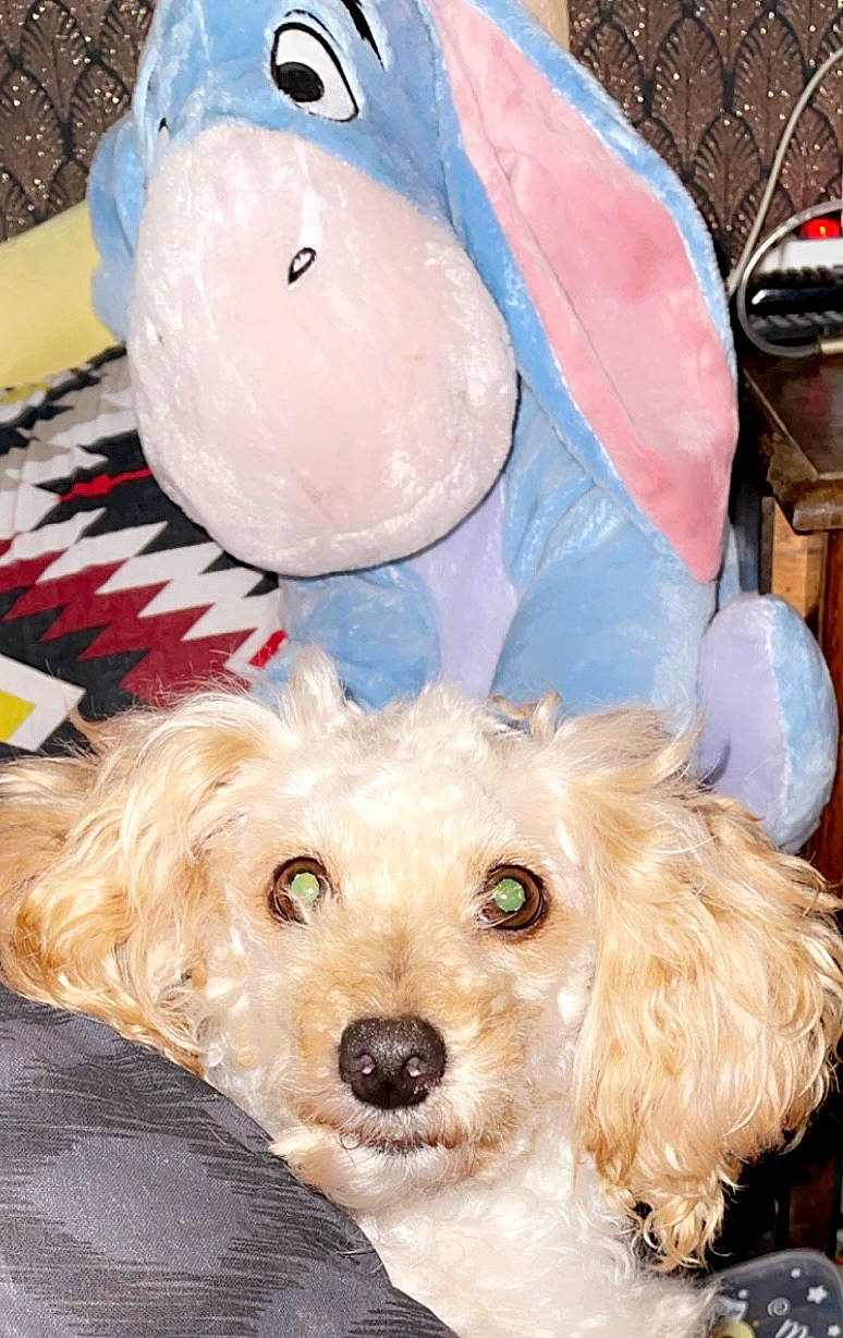 Elsa participe au concours pour gagner de l'argent avec cette photo : blue, carnivore, companion_dog, dog, dog_breed, dog_collar, dog_supply, fur, mammal, pet_supply, primate, snout, sporting_group, stuffed_toy, sunglasses, toy, toy_dog, water_dog, white, working_animal