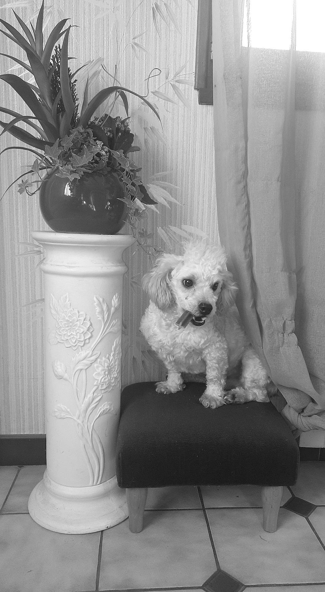 Shadow participe au concours pour gagner de l'argent avec cette photo : black, black_and_white, carnivore, chair, companion_dog, curtain, dog, dog_breed, floor, flowerpot, furniture, houseplant, interior_design, monochrome, monochrome_photography, plant, rectangle, style, toy_dog, white