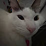 Lulu is registered to the contest to win money with this photo: cat, close_up, white_fur, pink_nose, whiskers, animal, pet, indoor, cute, fur, face, eyes, domestic_cat, curious, portrait, feline, soft, close, whisker, muzzle