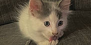Lulu is registered to the contest to win money with this photo: kitten, cat, pet, animal, couch, gray, white, fur, cute, indoors, feline, young, small, ears, whiskers, sitting, cozy, curious, tongue, soft
