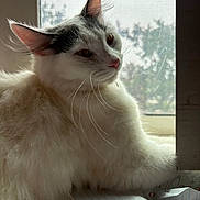 Lulu joined the competition — help win amazing prizes! cat, fluffy, white, black, whiskers, window, windowsill, paper, lined_paper, crumpled_paper, indoor, pet, fur, relaxed, side_view, closeup, natural_light, domestic_animal, quiet, contemplative