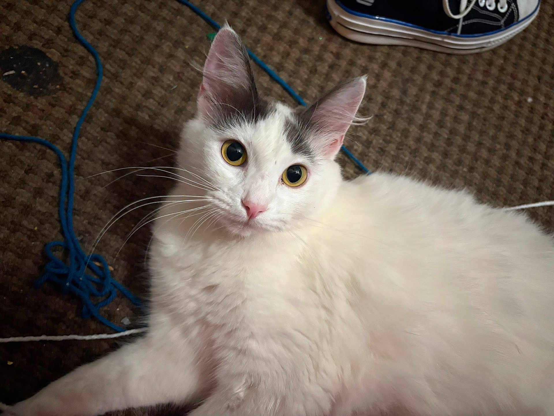 Lulu