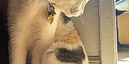 Lala is registered to the contest to win money with this photo: cat, indoor, sunlight, fur, whiskers, collar, tag, sitting, door, shadow, floor, calm, pet, animal, closeup, side_profile, tri_color, domestic, quiet, cozy