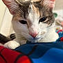 Lala is registered to the contest to win money with this photo: cat, close_up, pet, animal, whiskers, ears, pink_nose, fur, sleepy, relaxed, indoor, blanket, colorful, soft_light, domestic_cat, cute, face, paw, resting, feline