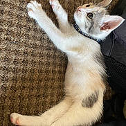 Lala joined the competition — help win amazing prizes! kitten, cat, pet, fur, white, grey, collar, stretching, carpet, indoor, cute, animal, whiskers, paw, relaxed, young, domestic, feline, side_view, curious