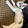 kitten, cat, pet, fur, white, grey, collar, stretching, carpet, indoor, cute, animal, whiskers, paw, relaxed, young, domestic, feline, side_view, curious