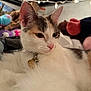 Lala is registered to the contest to win money with this photo: cat, calico, close_up, fluffy, indoor, pet, animal, collar, bell, soft_toys, bed_frame, string_lights, fur, whiskers, pink_nose, relaxed, cozy, background, domestic, resting