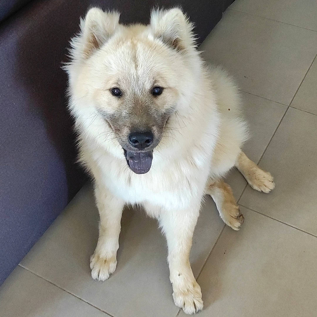 Soukets a rejoint le concours — aidez-le/la à gagner de superbes lots ! ancient_dog_breeds, canidae, canis, carnivore, companion_dog, dog, dog_breed, fawn, fur, german_spitz_klein, german_spitz_mittel, giant_dog_breed, non_sporting_group, puppy, snout, spitz, sporting_group, terrestrial_animal, working_animal, working_dog