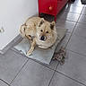Soukets participe au concours pour gagner de l'argent avec cette photo : animal, canine, chow, dog, dogbed, eskimodog, pet, puppy, tile, whitedog