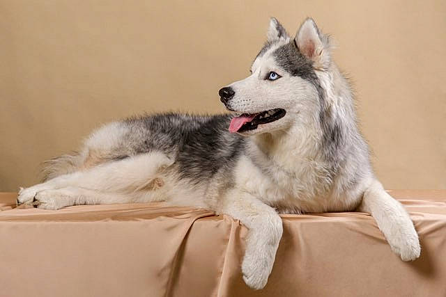 Sunny a rejoint le concours — aidez-le/la à gagner de superbes lots ! canidae, carnivore, claw, comfort, companion_dog, dog, dog_breed, fang, fur, grey, paw, recreation, sled_dog, snout, sporting_group, terrestrial_animal, whiskers, wildlife, wolf, working_dog