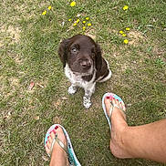 Alpha participe au concours pour gagner de l'argent avec cette photo : puppy, dog, grass, yellow_flowers, outdoor, feet, flip_flops, brown_and_white, cute, sitting, curious, nature, summer, pet, young_dog, ground, paw, small_flowers, casual, daylight
