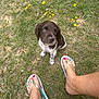 puppy, dog, grass, yellow_flowers, outdoor, feet, flip_flops, brown_and_white, cute, sitting, curious, nature, summer, pet, young_dog, ground, paw, small_flowers, casual, daylight