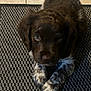 puppy, dog, brown_fur, white_paws, speckled_paws, lying_down, looking_up, carpet, indoor, pet, cute, young_dog, animal, fur, ears, eyes, snout, floor, texture, portrait