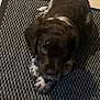 Arrow participe au concours pour gagner de l'argent avec cette photo : puppy, dog, brown_fur, white_paws, lying_down, carpet, indoor, pet, animal, cute, looking_up, floor_tiles, domestic, young_dog, fur, small_dog, companion, resting, curious, adorable