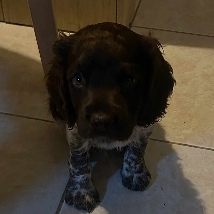 Arrow a rejoint le concours — aidez-le/la à gagner de superbes lots ! animal, brown_fur, companion, curious, cute, dog, domestic, floor_tile, indoor, indoors, looking_up, pet, puppy, quiet, shadow, small_dog, speckled_legs, tile_floor, wooden_furniture, young_dog