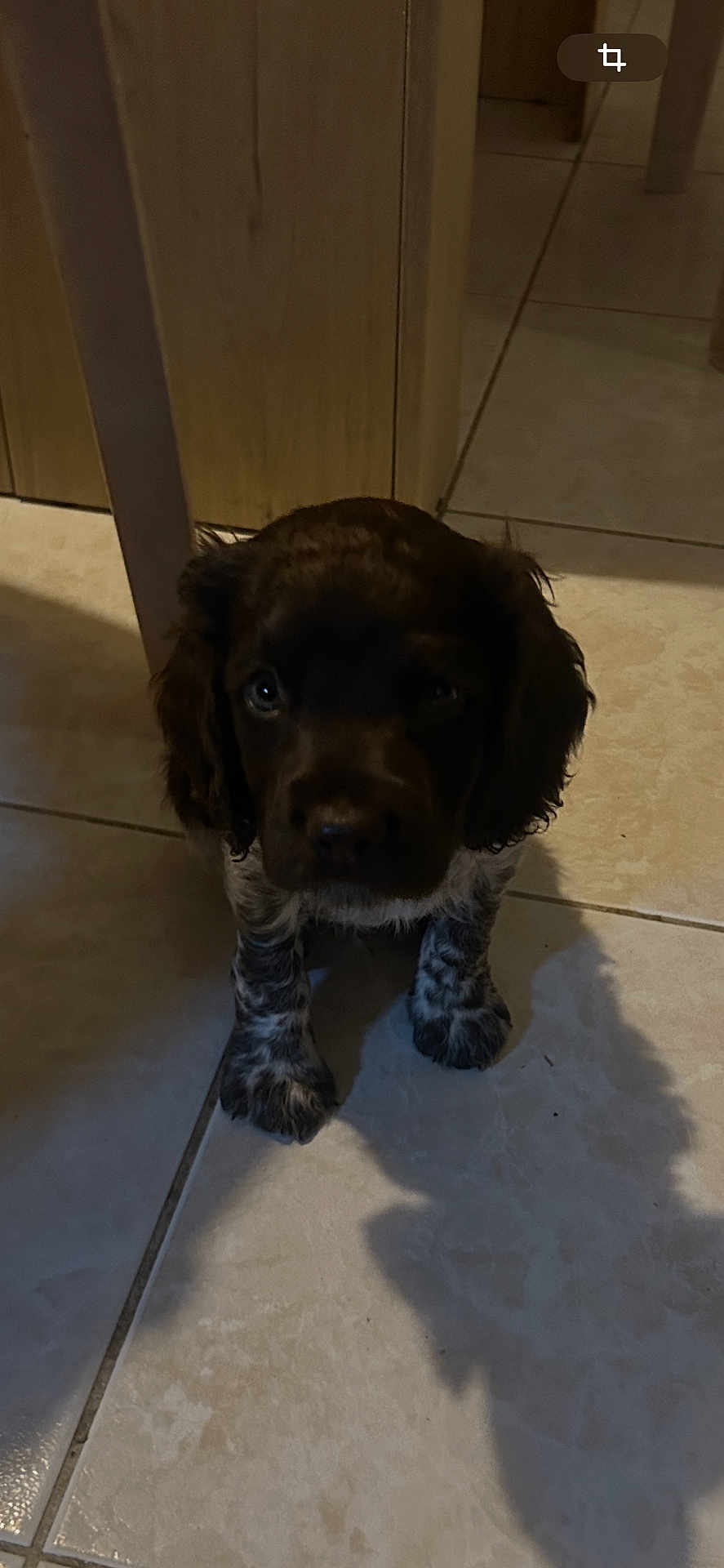 Arrow a rejoint le concours — aidez-le/la à gagner de superbes lots ! puppy, dog, indoor, tile_floor, wooden_furniture, shadow, small_dog, curious, brown_fur, speckled_legs, pet, young_dog, cute, animal, companion, looking_up, floor_tile, domestic, indoors, quiet