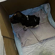 Arrow participe au concours pour gagner de l'argent avec cette photo : animal, black_and_white, blanket, canine, cardboard_box, caretaking, cozy, cute, domestic, floor_tile, fur, home, indoors, laying_down, pet, puppy, resting, small_animal, towel, young_dog